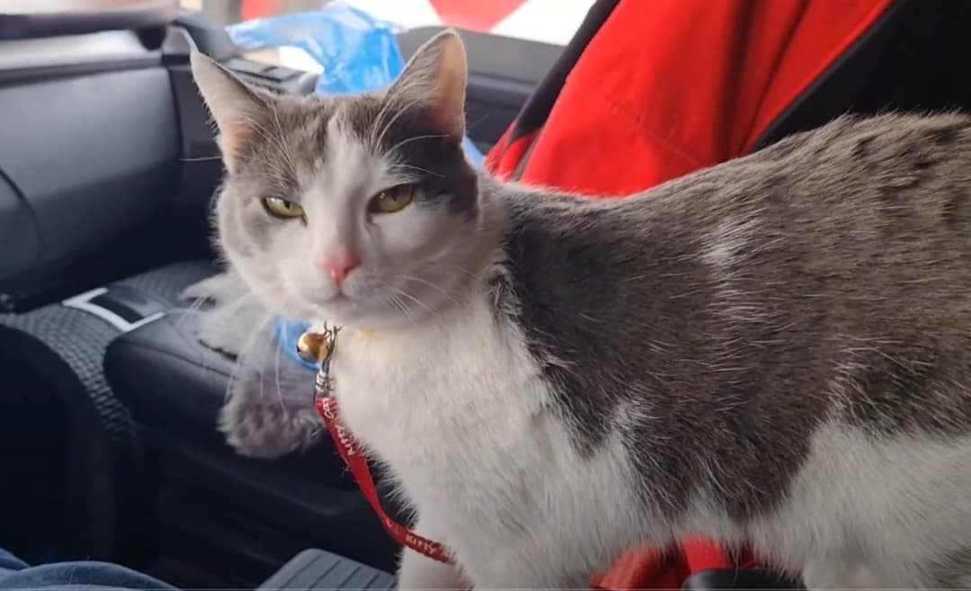 kot lub pies w ciężarówce czy można