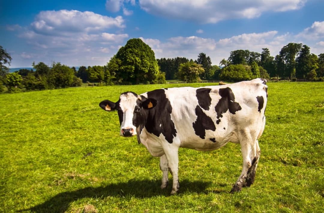 Wracają kontrole ciężarówek na granicy z Niemcami. Powód pryszczyca