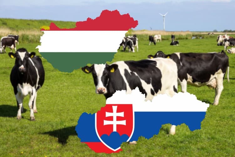 Pryszczyca na Węgrzech Pilny komunikat dla przewoźników